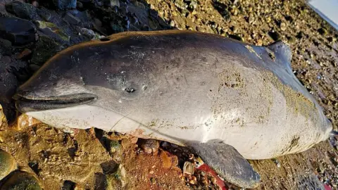 Matt Burns Dead porpoise