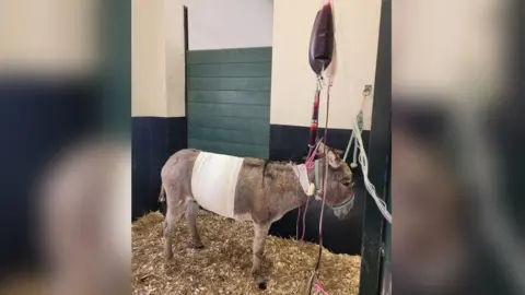 Isle of Wight Donkey Sanctuary donkey having a blood transfusion