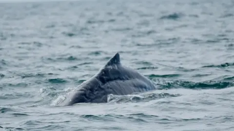 Ffion Rees - Falcon Boats The humpback whale