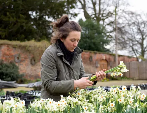 Tessa Bunney Narcissus, Picked at Dawn, North Yorkshire