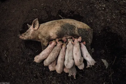Felipe Pizano A sow and piglets
