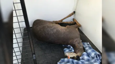 RSPCA Female roe deer