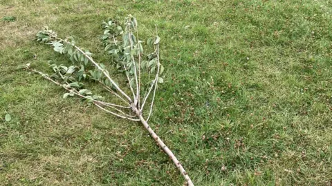 Heath Park, Cardiff tree damage