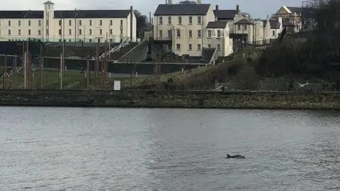 Aine O'Doherty dolphin in foyle