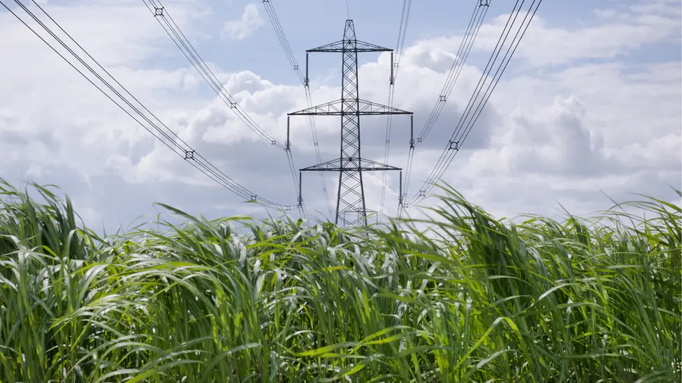 Getty Images Miscanthus growing for biomass
