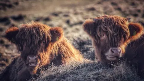 Iain Mackenzie Fidlin Highland cattle