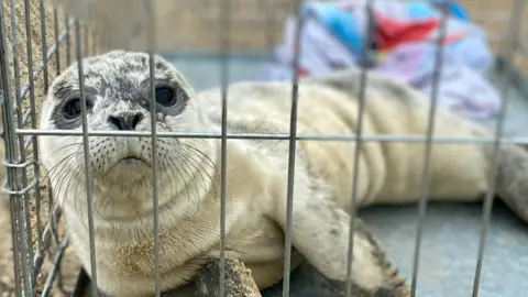 Southend Coastguard Rescued seal pup