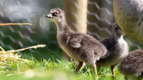 WWT/Rebecca Taylor Nēnē gosling