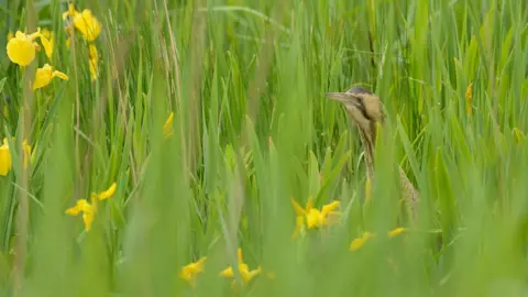 B Andrew/RSPB Bittern in reeds