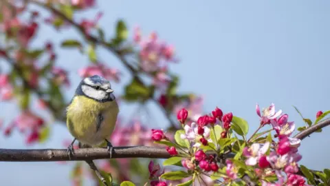 Getty Images Blue tit on blossom