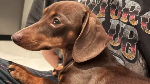 Jo Vindis Twiglet, a 16-month-old dachshund