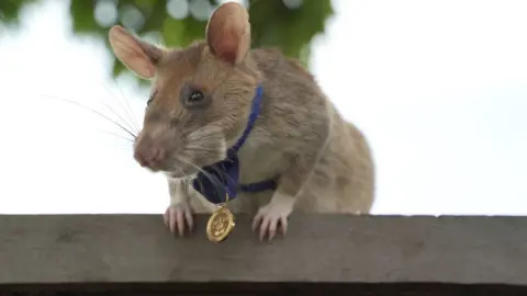 Apopo Magawa the landmine-detecting rat, wearing his specially-sized PDSA Gold Medal