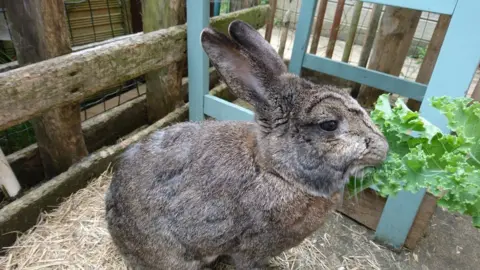 Andrea Finbow Rabbit eating kale