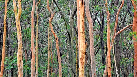 Getty Images Eucalypt trees and shrubs