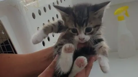 Second Chance Animal Rescue Rescued kitten