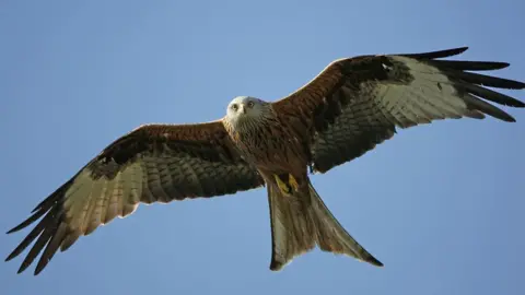 Getty Images Red kite