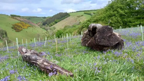 Exmoor National Park Ancient bluebells at Bye Wood on Exmoor National Park