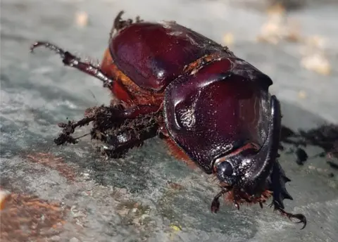 Kay Willis The European Rhinoceros beetle