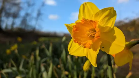BBC Weather Watchers / TheAdder Daffodil in Darlington