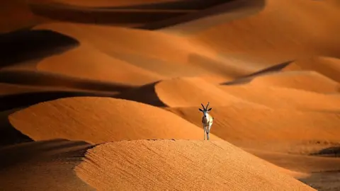 Getty Images Arabian oryx