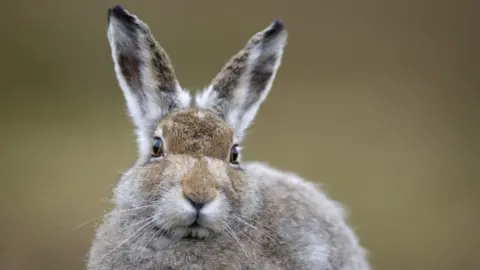 Getty Images Mountain hare