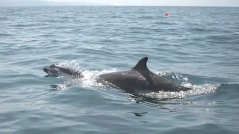 Swansea University Dolphin research