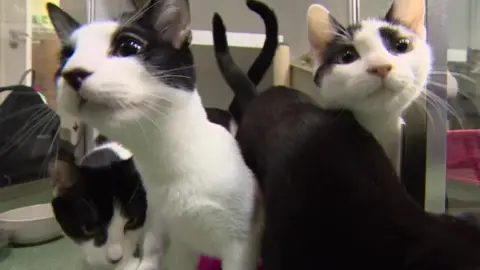 BBC Close-up of four black and white cats at a Celia Hammond rescue centre