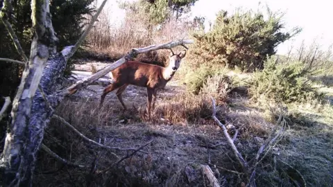 Newark and Sherwood District Council  Deer