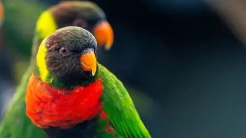 Chester Zoo Mitchell's lorikeet parrot