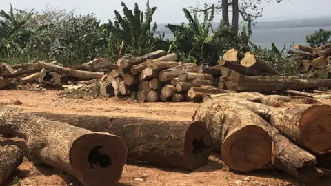 Dennis Ivers Wood from Lake Volta could potentially double Ghana's timber exports, Kete Krachi says