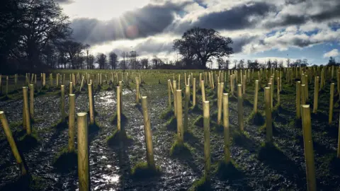 Getty Images trees