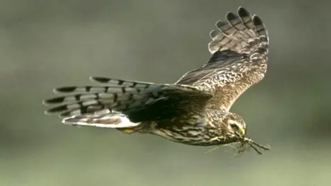 RSPB / PA Media Hen harrier