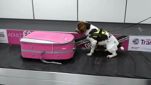 Scottish government detector dog