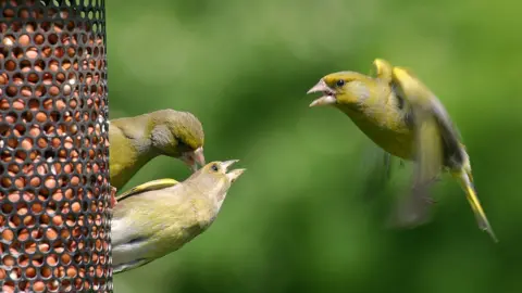 BTO/Jill Pakenham Greenfinches