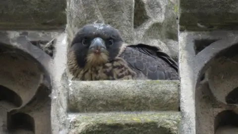 @CambridgePeregrines Cambridge Peregrines