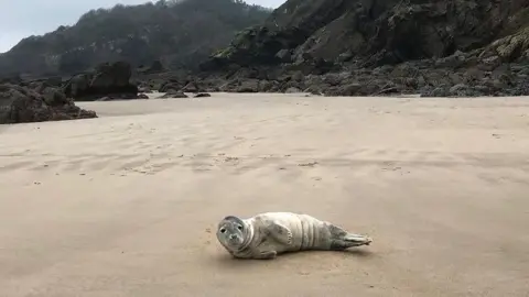 RSPCA Seal on Monkstone Point beach