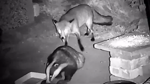 A fox and badger