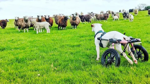 Kerry Rushton Hope the dog watching sheep