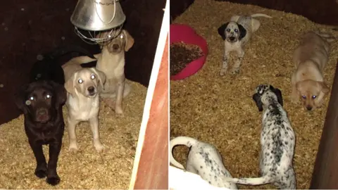 Gloucestershire News Service Dogs in kennels