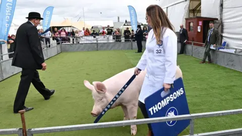 Pacemaker Pig competition