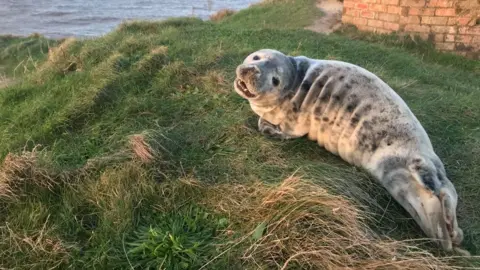 RSPCA A seal on a clifftop