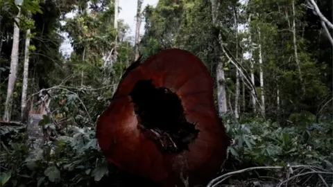 Reuters illegally felled amazon tree, Para state