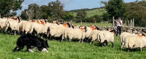 Sheep and sheepdog