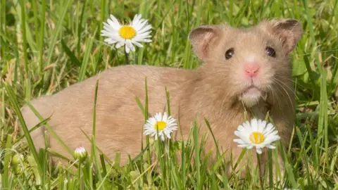 Mal Cooper Sparkles the hamster