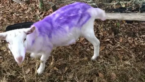 Gregory Finch Sheep sprayed purple