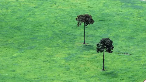 Getty Images trees brazil
