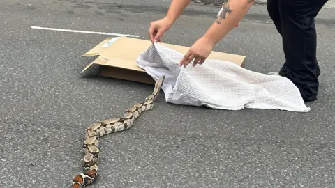 Laura Jolly Yan A woman tries to lure a snake into a pillowcase she is resting on top of a cardboard box.