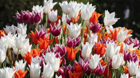 A host of pretty, multi-coloured tulips. 