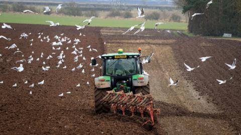 A tractor working on a field, while white birds fly round it