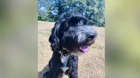 Janis Thomas Dark labradoodle-type dog sitting in a dry-looking field.